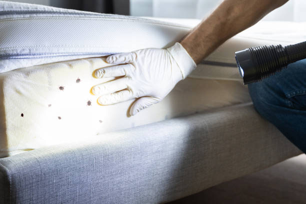 Best Emergency Pest Control  in Untain View, MO