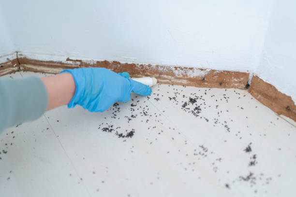 Best Mosquito Control Services  in Untain View, MO
